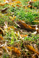 Fallen Autumn Leaves Scattered on Green Grass