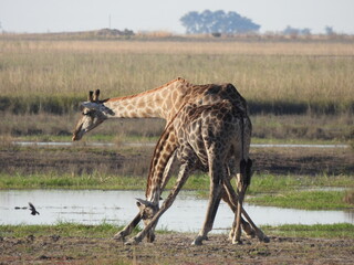giraffe in Chobe National Park