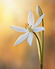 Elegant White Star-of-Bethlehem Flower