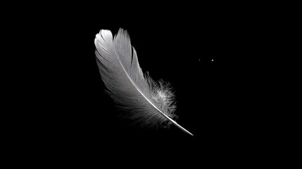 Obraz premium Elegant White Feather Isolated on Black Background: Symbol of Purity, Lightness, and Delicate Beauty