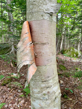 Peeling bark from birch tree