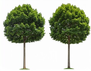 Natural Green Tree Silhouette for Design Composition