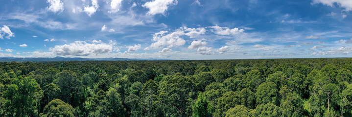 Aerial view of the Borneo rainforest at Klias Forest Reserve, Beaufort Sabah. © Yusnizam Yusof