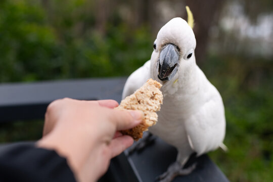 feeding a cockatoo