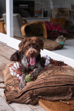 happy dog with ball