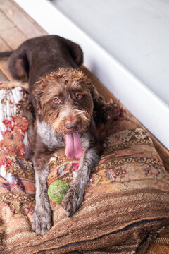 happy dog with ball
