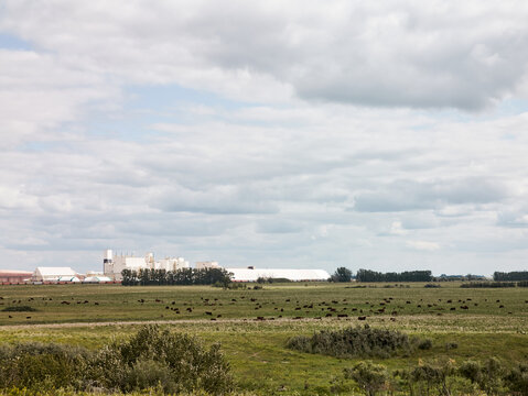 Potash plant with grazing cattle on prairie farmland