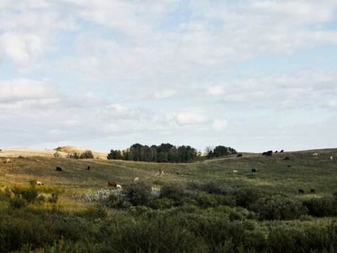 Cattle grazing on rolling prairie hills under cloudy sky