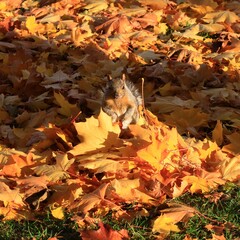Squirrel in Autumn Leaves