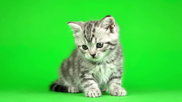 Cute Animals with kitten looks at the green screen distortion, overlay, glitch, static noise, scan lines on black background, 4k animated video loop