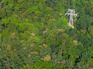 Electrical transmission tower in dense forest canopy