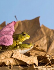Toad amidst fallen leaves