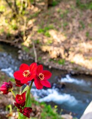 Vibrant red flowers bloom beside a forest stream