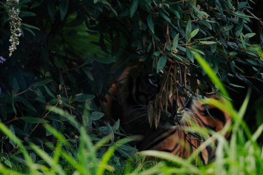 Tigre cach&eacute; derri&egrave;re un buisson, regard per&ccedil;ant et attentif