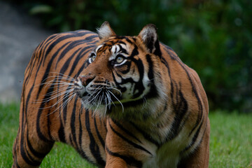 Fototapeta premium Portrait rapproché d’un tigre au regard perçant