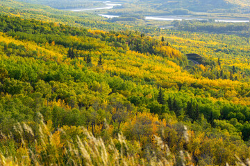View from the hill to the river down in the valley surrounded with forests with yellow and green autumn foliage. Sagitawa lookout, Peace River, Alberta, Canada. © Saeedatun