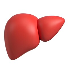 Anatomical liver illustration in red against a white background for medical use