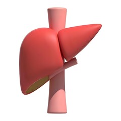 Stylized 3D rendering of a human liver and associated anatomy on white background
