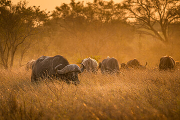 African buffalo herd grazing in golden sunset light