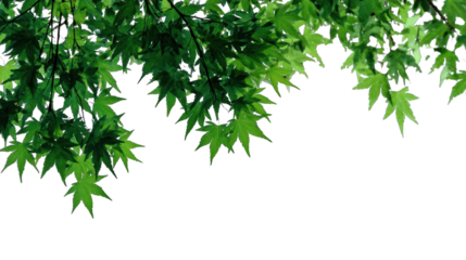Green leaves cascade gracefully from branches against a dark background, creating a vibrant, natural overlay.