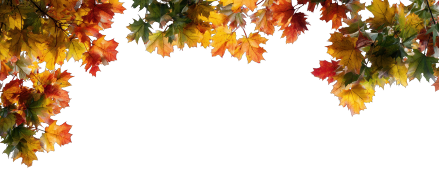 Vibrant autumn leaves showcasing shades of red, orange, and yellow, creating a colorful display of seasonal foliage.