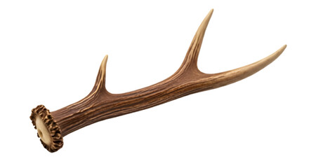 Single deer antler isolated on transparent background, a natural shed from wildlife