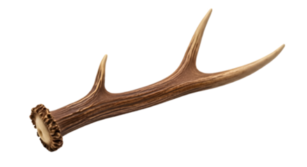 Single deer antler isolated on transparent background, a natural shed from wildlife