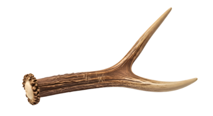 Deer antler isolated on transparent background for decoration or hunting trophy