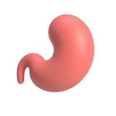 Anatomical 3D render of a human stomach organ on a white background for medical use