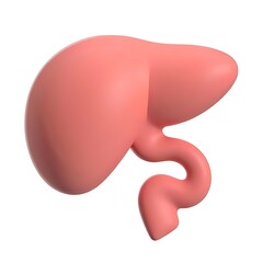 Anatomical liver illustration showing human organ for medical study and health