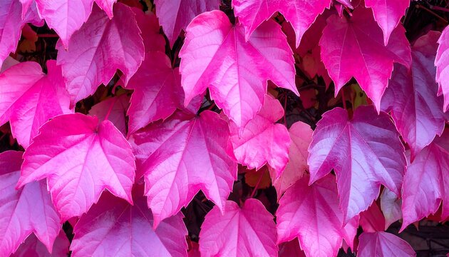 Vibrant pink leaves densely covering a wall