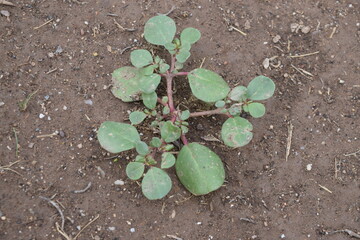plant in soil