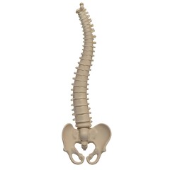 Human spine and pelvis bone structure anatomy model on a white background view