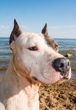 Wet Dog Portrait After Swimming On Summer Vacation