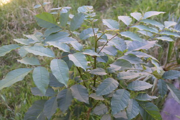 Leaves of Young Ash Tree