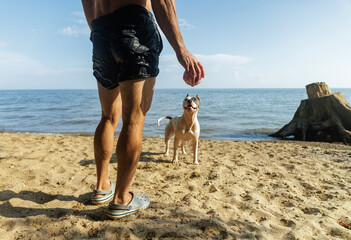 Man Enjoys a Sunny Day at the Beach Playing With His Dog