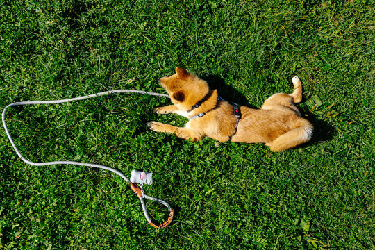 Dog resting on grass with leash from above