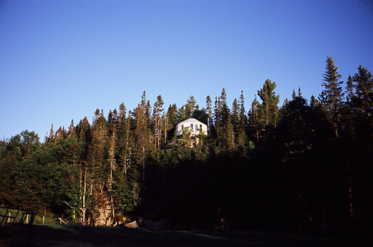 A single yurt nestled into trees on a mountain. 