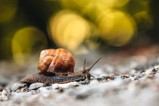 Snail on Rocky Path