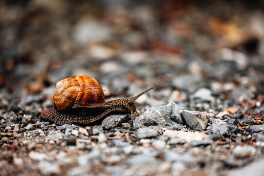 Snail on Rocky Path