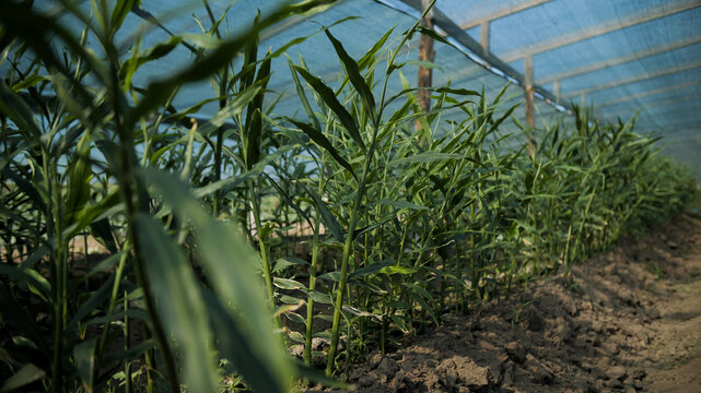 Ginger Crop in Greenhouse Shade