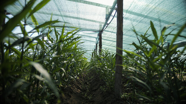 Ginger Plants in Shade Greenhouse