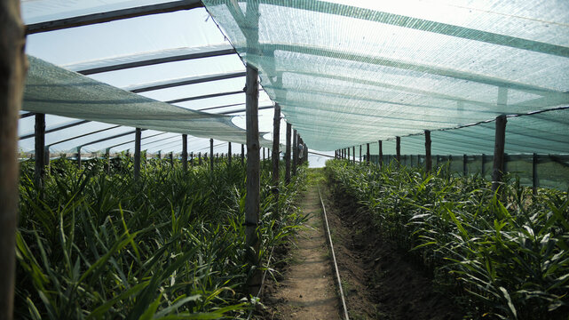 Ginger Growing in Greenhouse