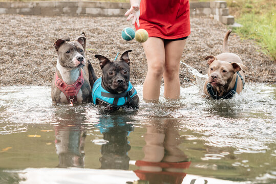 Pit bulls by the water