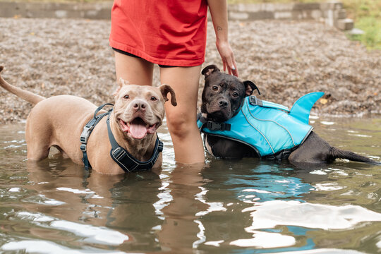 Pit bulls by the water