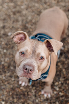 Pit bull by the water