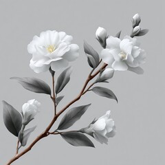 White camellia blossoms and buds delicately grace a slender branch detail
