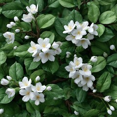 Beautiful mock orange shrub blooms with fragrant white flowers in sp.