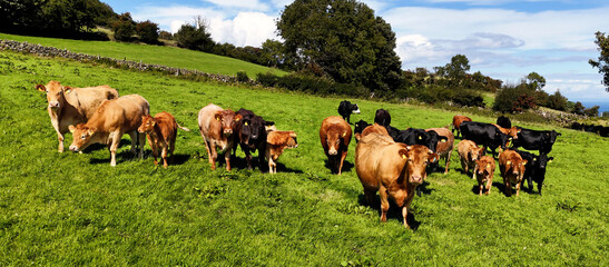 Aerial view of Limousine and Charolais cattle grazing in field on a farm in UK 