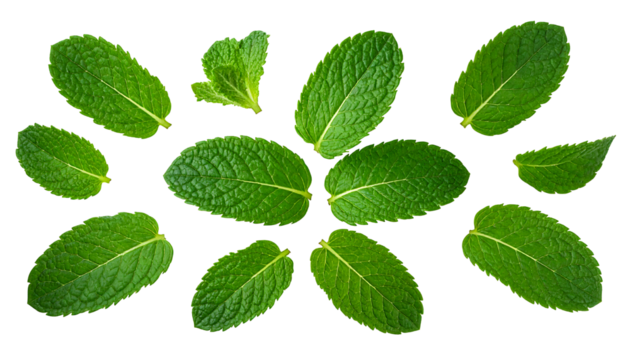 Arrangement of several fresh green mint leaves, some overlapping, creating a floral pattern on white background